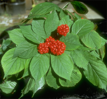 wild ginseng plant, wild grown, cultivated, ginseng berries